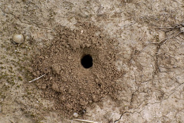 How Long Does Terro Ant Bait Take to Kill Ants? | Hunker