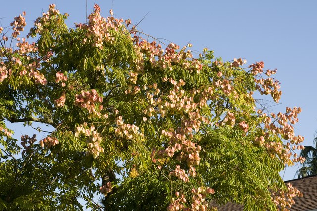 how-to-kill-chinese-tallow-trees-hunker