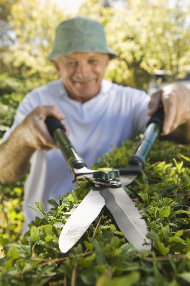 Man trimming hedges