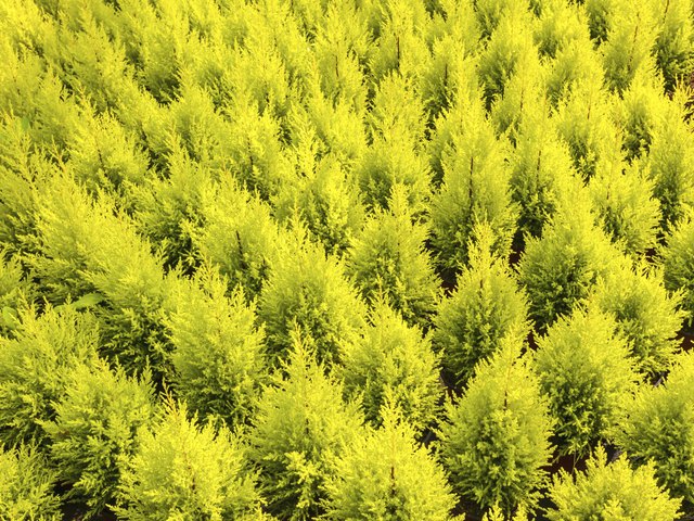 Pattern of young conifer trees