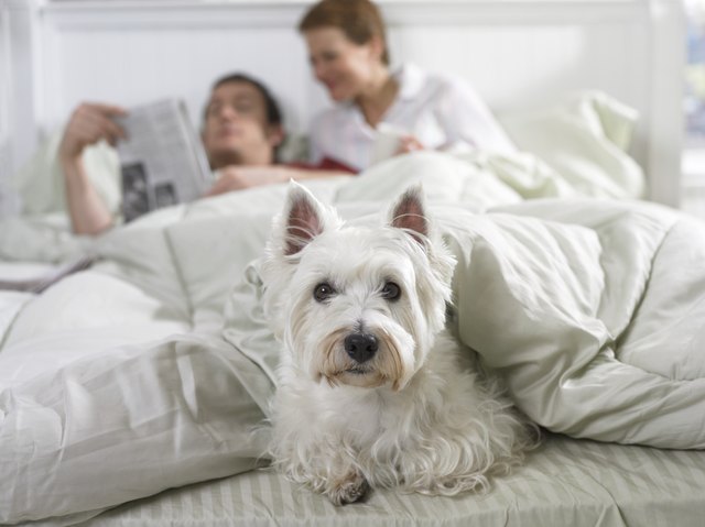 Scottish Terrier Lies at the End of a Bed Under the Duvet, a Couple in the Background