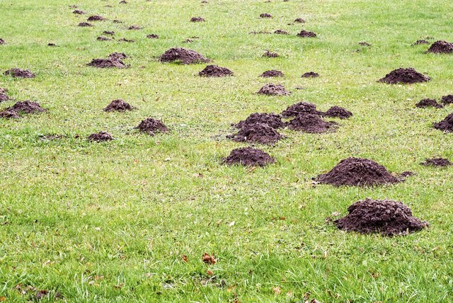 Mole mound