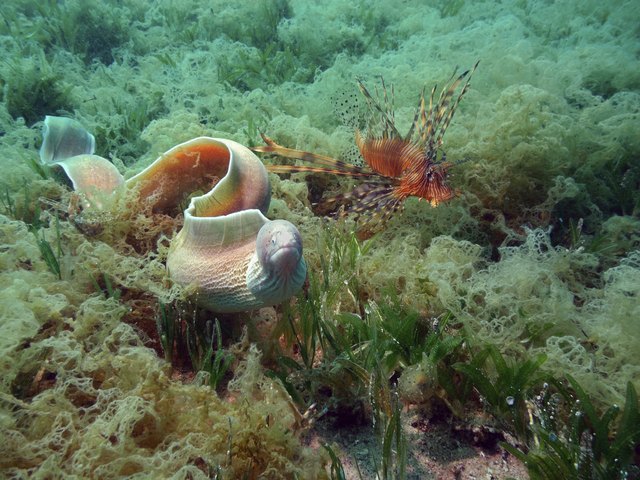 Moray Eel with Lionfish