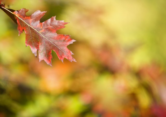 Quercus rubra