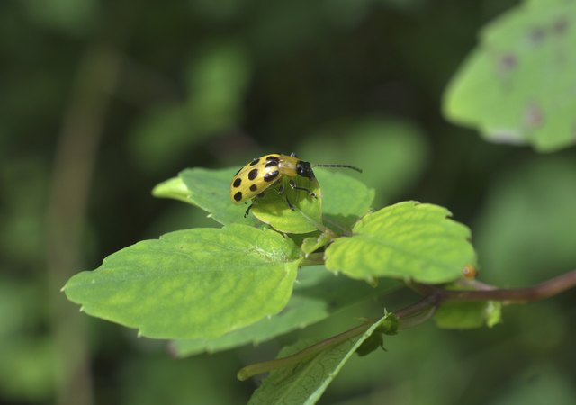 Cucumber Beetle