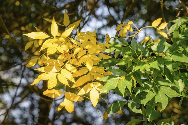 Uses of Ash Trees | Hunker