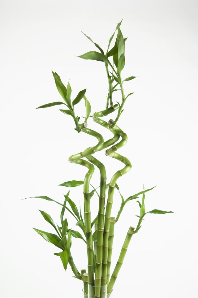 Lucky bamboo plant