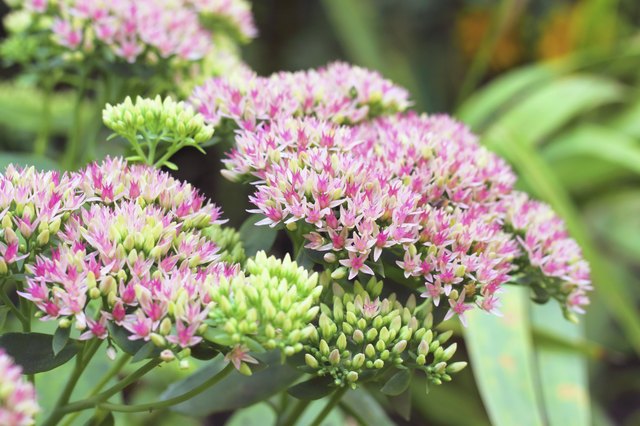 Sedum flowers closeup