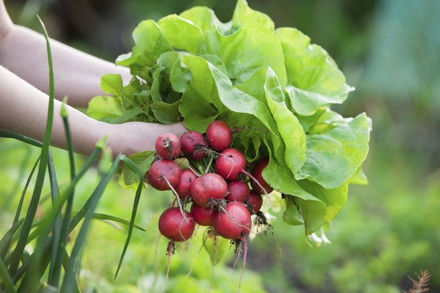 picking vegetables