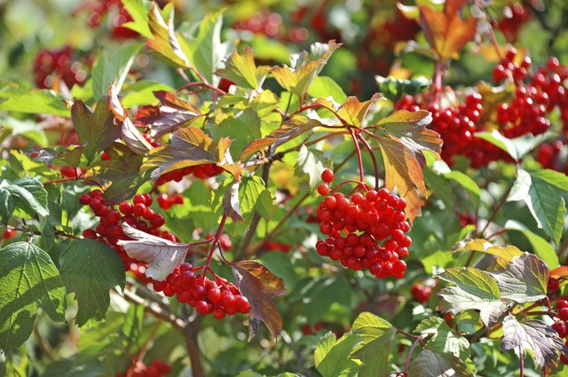 Some ripe viburnum on branch, DOF