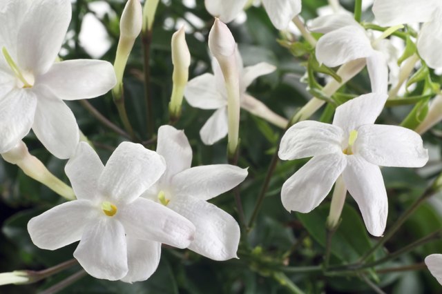 closeup white flowers and leaves of jasmine plant