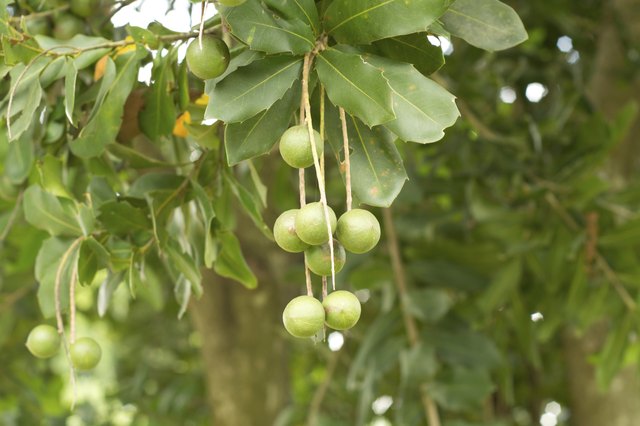 proper test brittle Macadamia  Nuts Growing Hunker