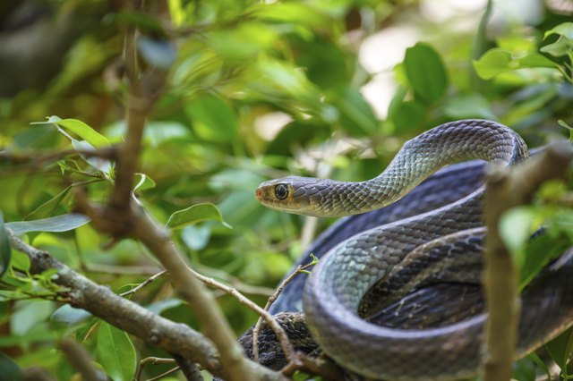 Snake