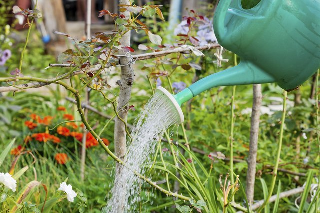 green grass watering from plastic can