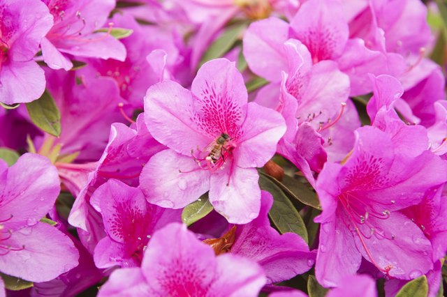 List of Dwarf Azaleas | Hunker