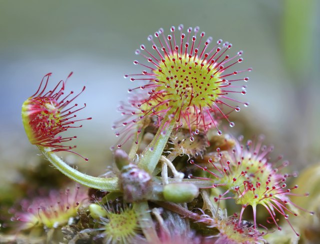 Common Sundew