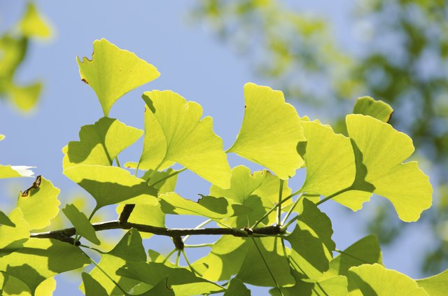 Ginko leaves