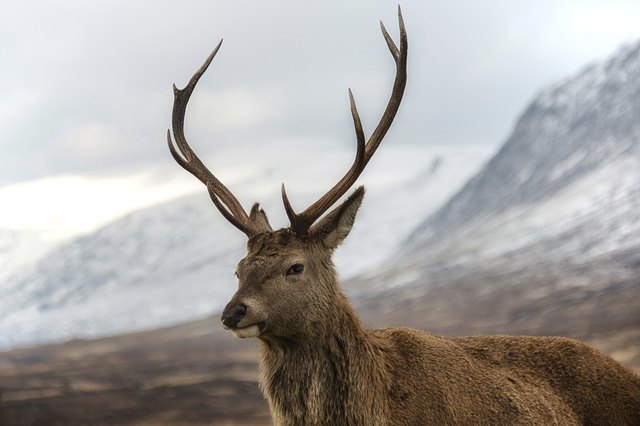 Scottish red stag