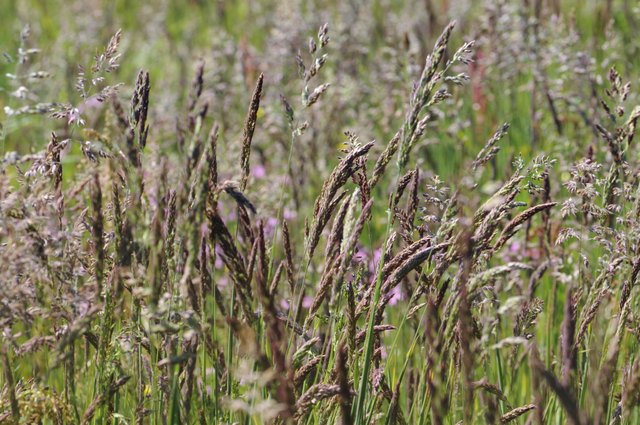 Summer Meadow with different Grass