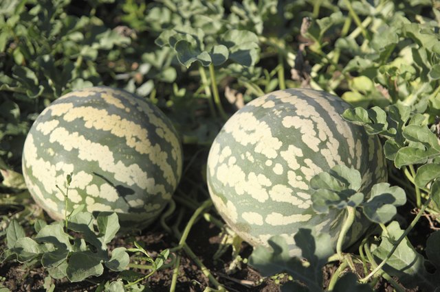 Watermelons