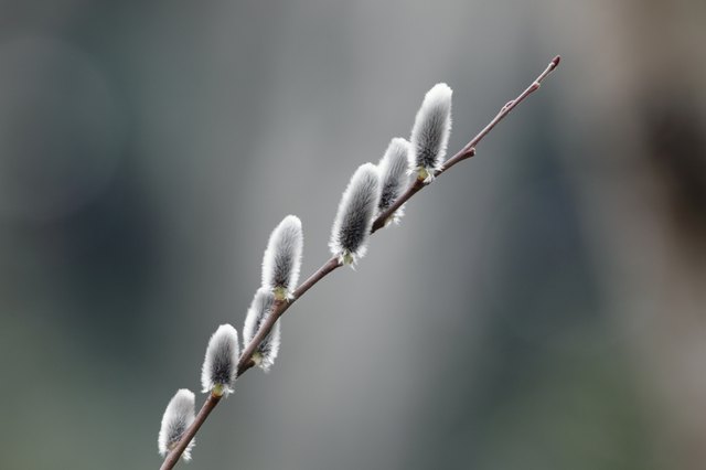 Pussy willow, close up, differential focus
