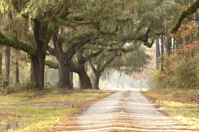 Live Oak Tree Lined Plantation Road Driveway