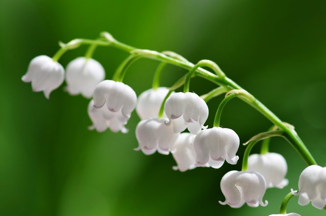 Lily of the valley closeup