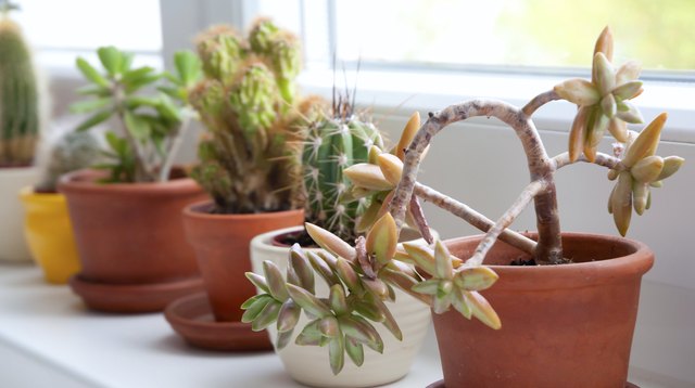 Cactuses and Succulents