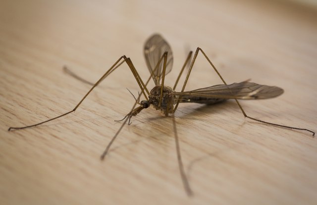 Cranefly on kitchen counter