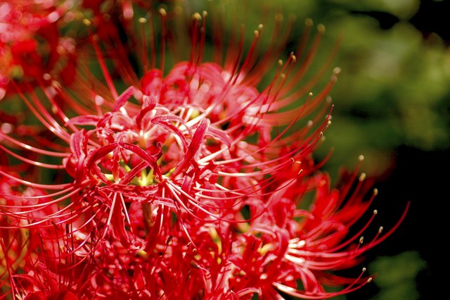 flower of Cluster amaryllis in Saitama,Japan
