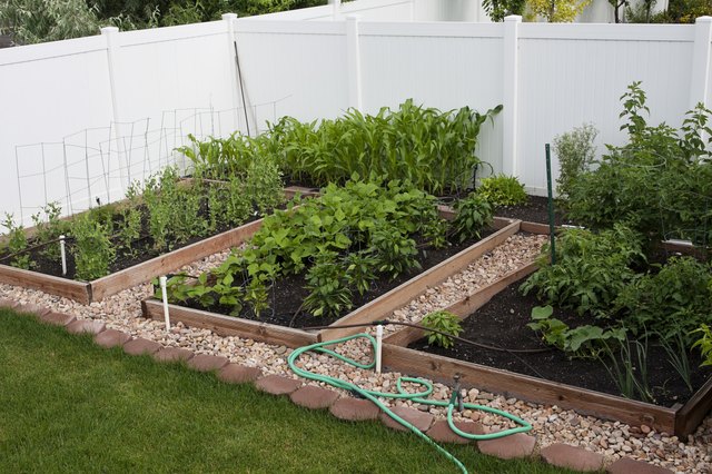 Backyard Organic Vegetable Garden