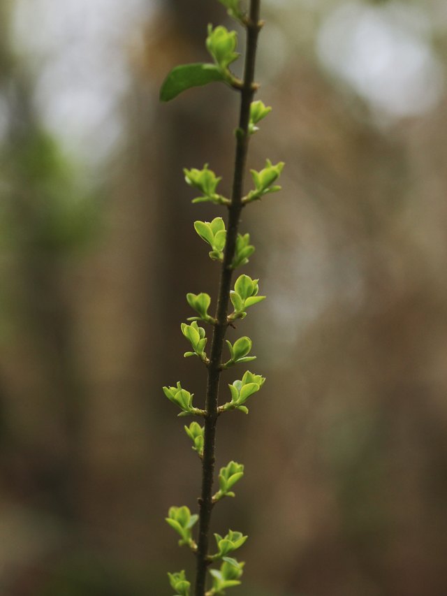 Glossy privet new leaf