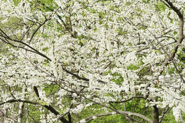 Spring profusion