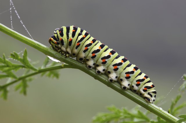 Caterpillar