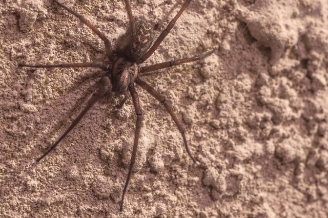 Spider on the wall