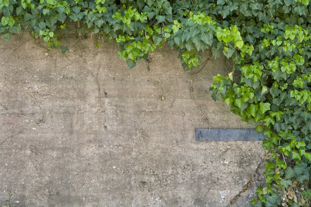 Ivy Wall