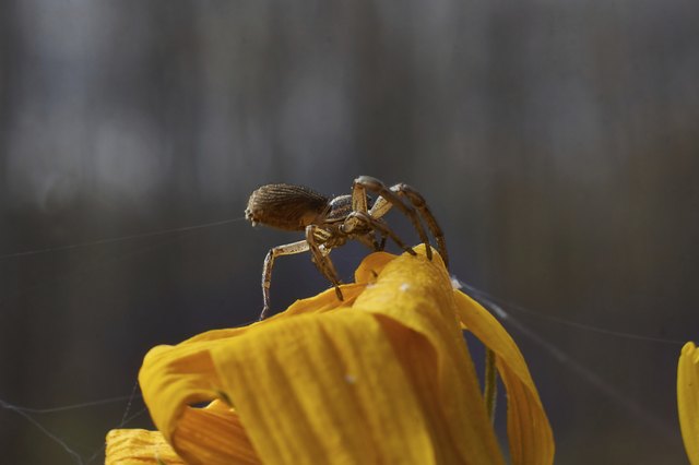 How to Identify Small Brown Bugs in a House | Hunker