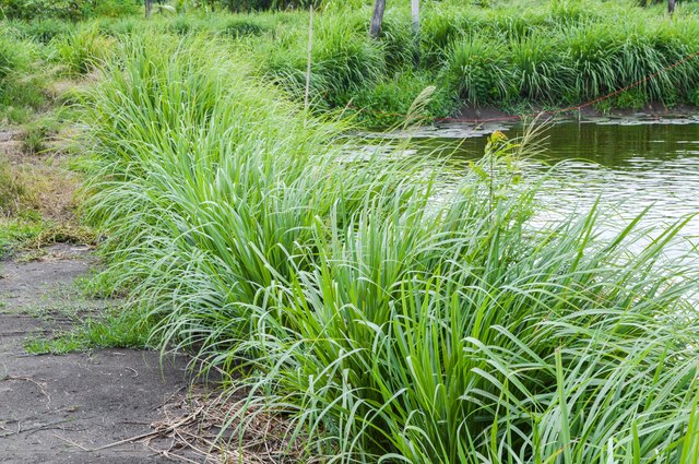 Lemon grass tree