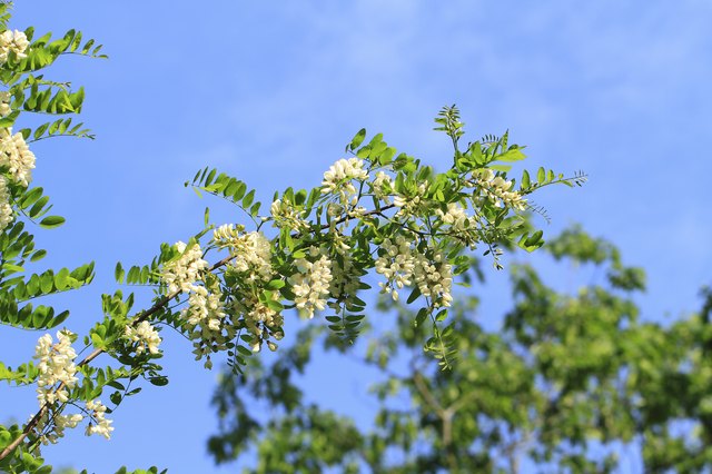 How to Identify Locust Trees Hunker