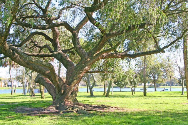 Shade of the Grand Oak