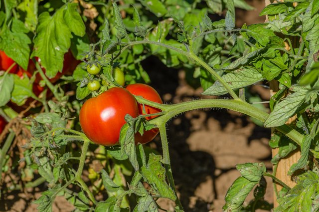 Ripe tomatoes on the vine