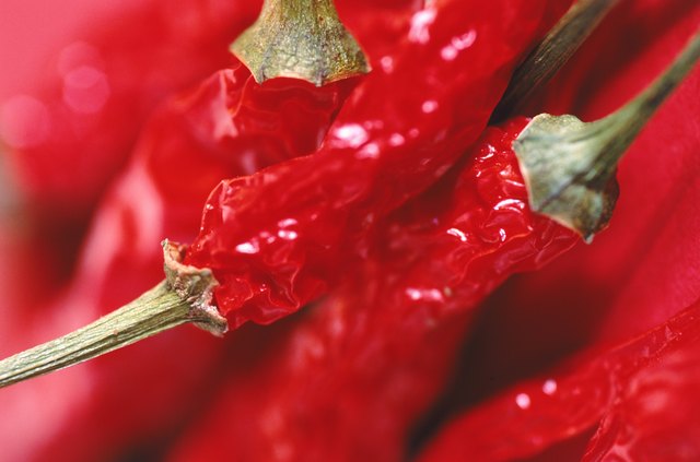 Red chilli pepper, full frame
