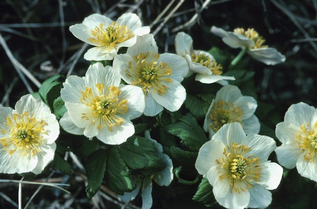 Anemone flowers