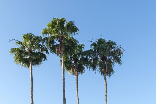 Fan palm trees