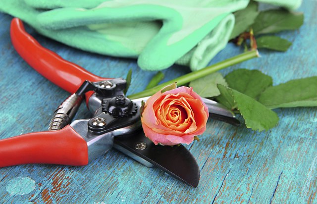Garden secateurs and rose on wooden table close-up