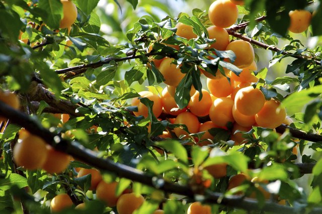 Apricot tree branch and Fruits.