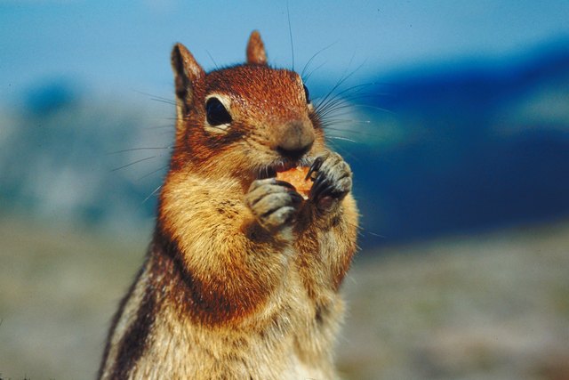 How to Get Rid of Chipmunks in Walls | Hunker