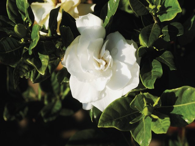 Gardenia flower