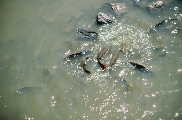 Fish swimming in shallow water