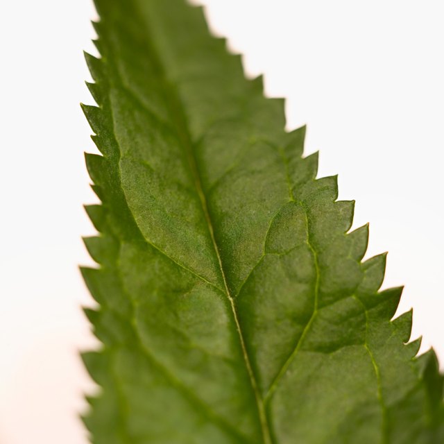 Close-up of a nettle